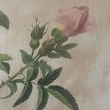 Paire de reproductions encadrées roses de P.J Redouté