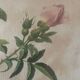 Pair of pink framed reproductions of PJ Redouté