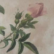 Pair of pink framed reproductions of PJ Redouté