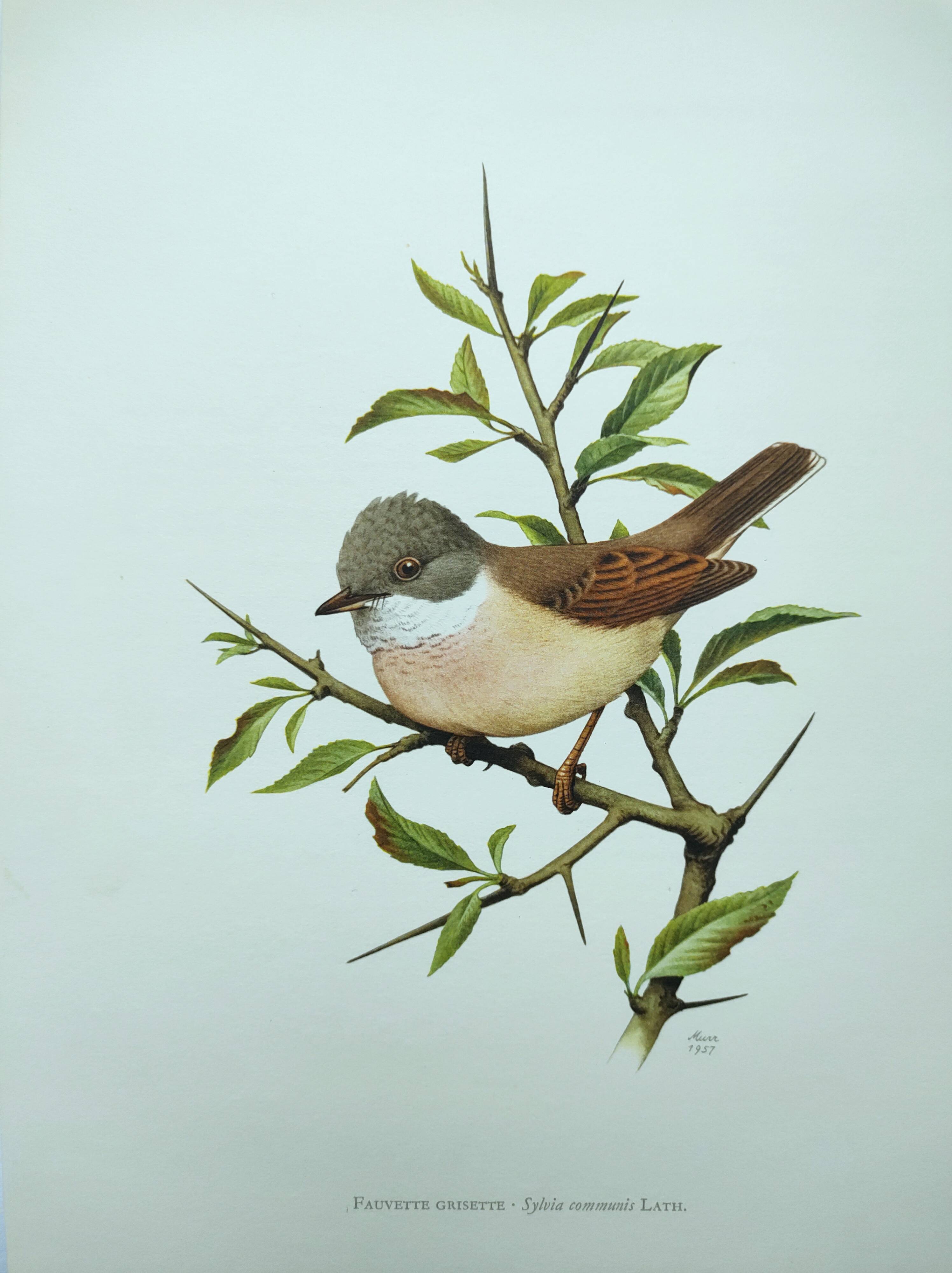 Old bird board 1960 - Black-headed Warbler - Animal illustration