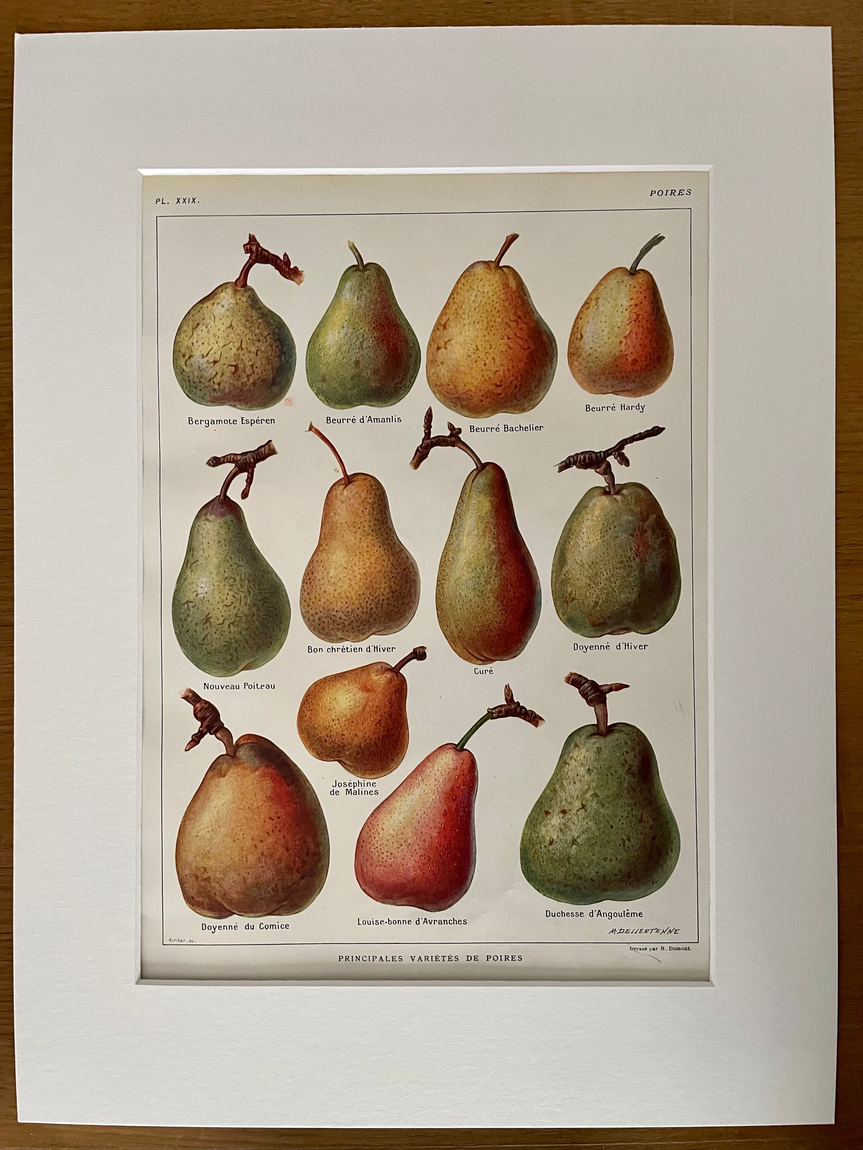 Lithograph on pears from 1921