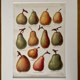 Lithograph on pears from 1921