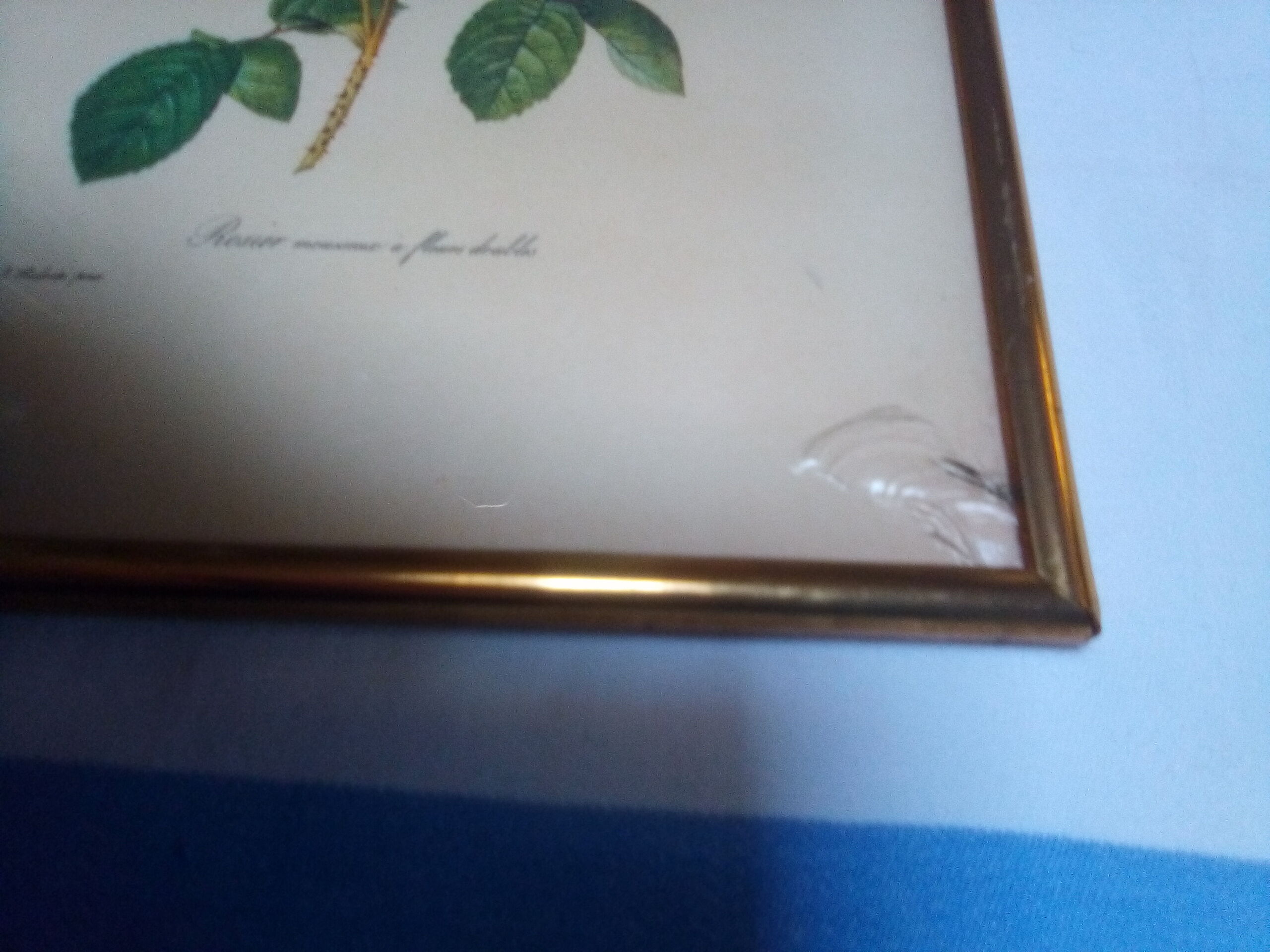 Dreaded botanical plank