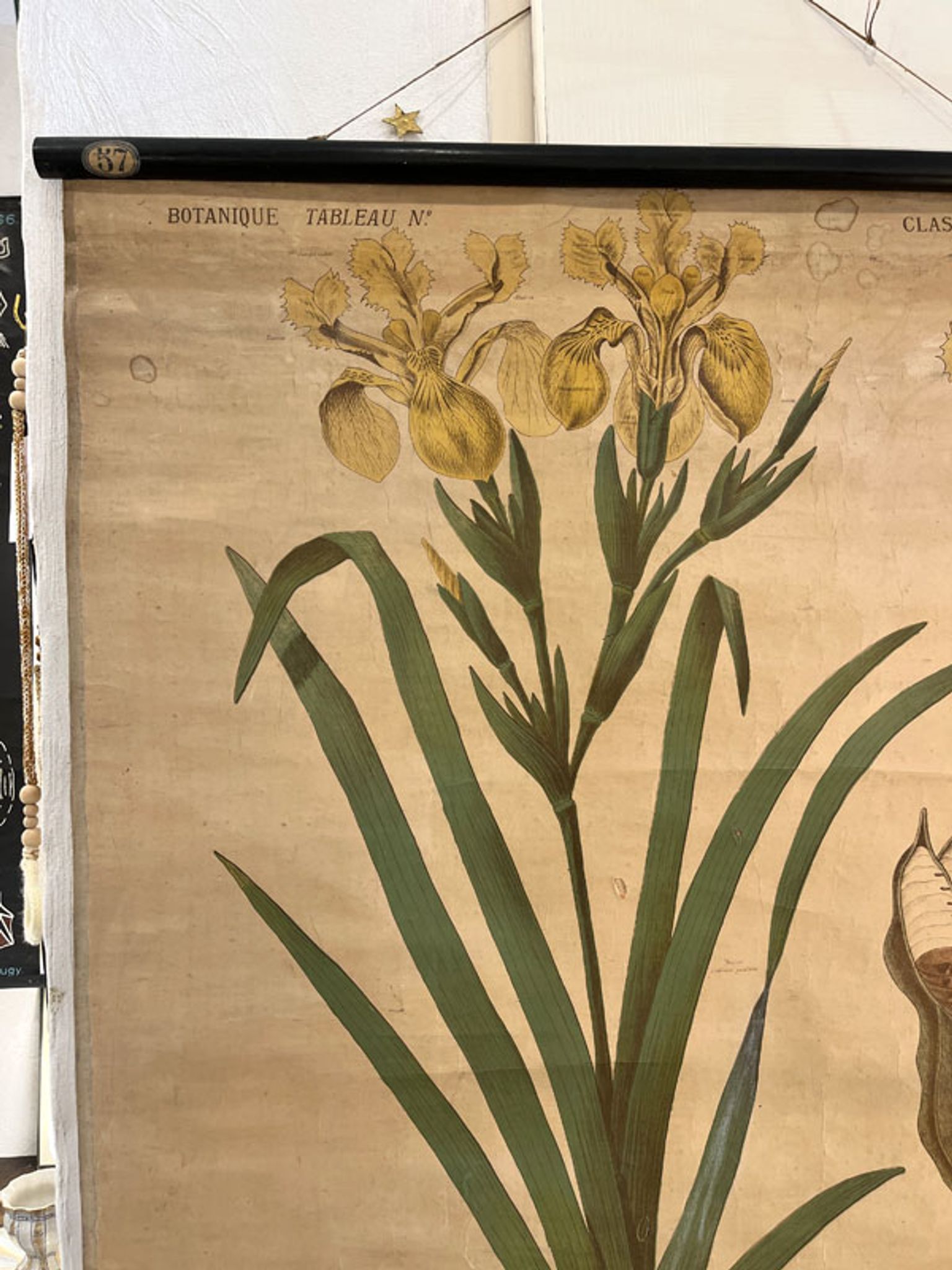 Ancienne planche de botanique de la maison Deyrolle “L’Iris”