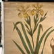 Old botanical plate from the Deyrolle house “L'Iris”