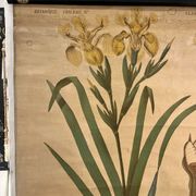 Ancienne planche de botanique de la maison Deyrolle “L’Iris”