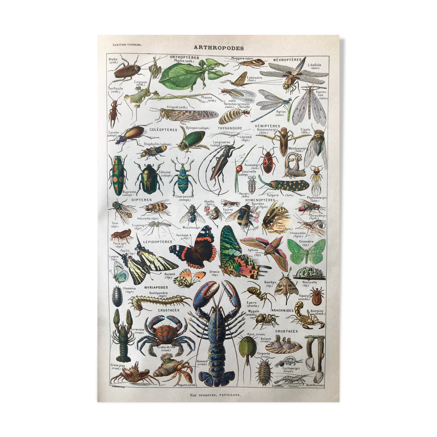 Ancient Arthropod board