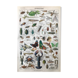 Ancient Arthropod board
