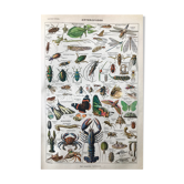 Ancient Arthropod board