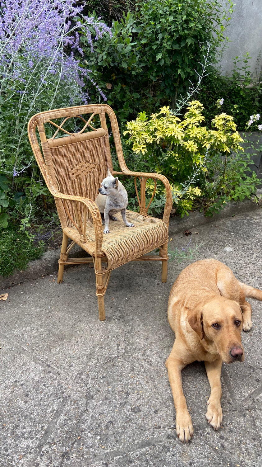 Adult vintage rattan armchair