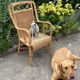 Adult vintage rattan armchair