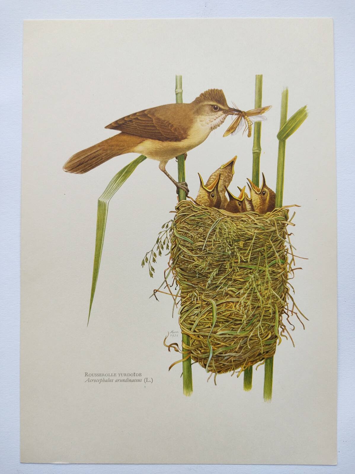 Old bird plate from the 1960s - Great Reed Warbler - Natural zoology illustration