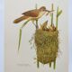 Old bird plate from the 1960s - Great Reed Warbler - Natural zoology illustration