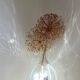 Transparent 5L demijohn