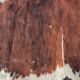 Tapis vintage peau de vache