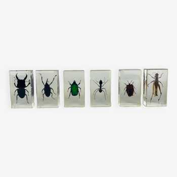 Set of 6 insects inclusion in resin