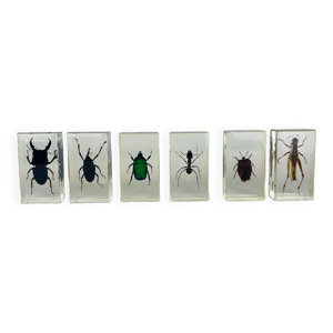 Lot de 6 insectes inclusion