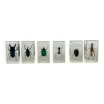 Set of 6 insects inclusion in resin
