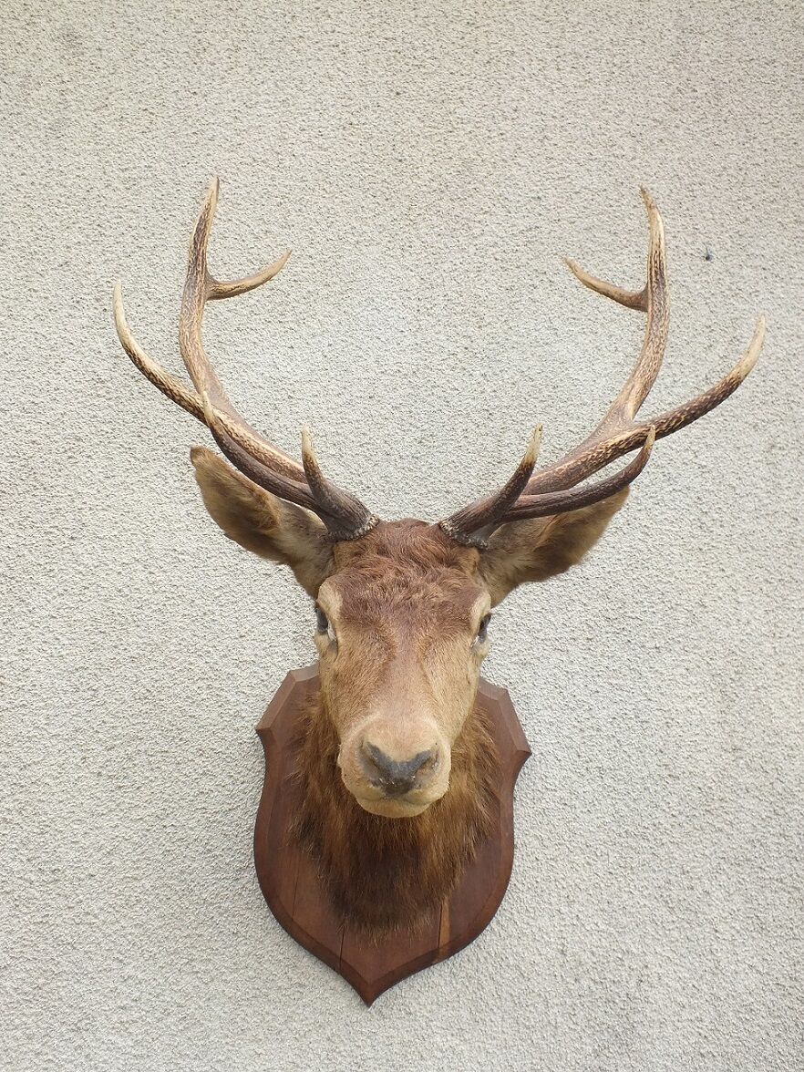 Naturalized deer head - hunting trophy