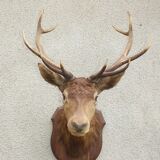Naturalized deer head - hunting trophy