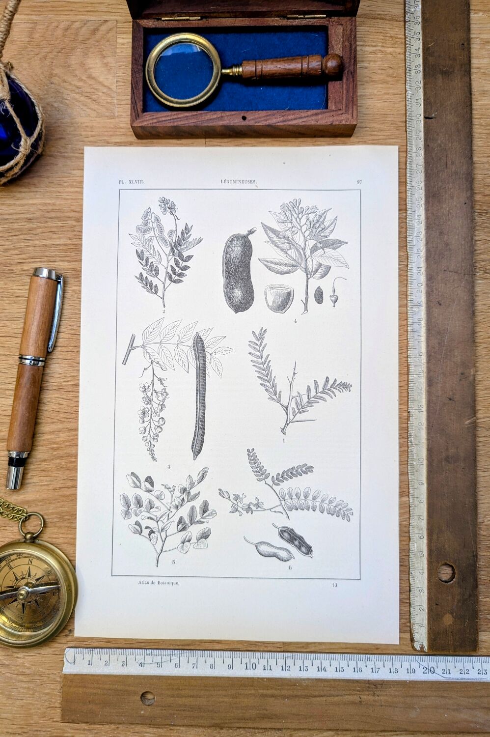 Imprimée en 1889, les légumineuses. Planche botanique ancienne.