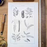 Imprimée en 1889, les légumineuses. Planche botanique ancienne.