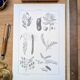 Printed in 1889, legumes. Antique botanical plate.