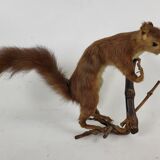 Stuffed and stuffed squirrel Taxidermy