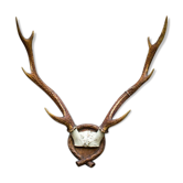 Bois de cerf sur bois sculpté
