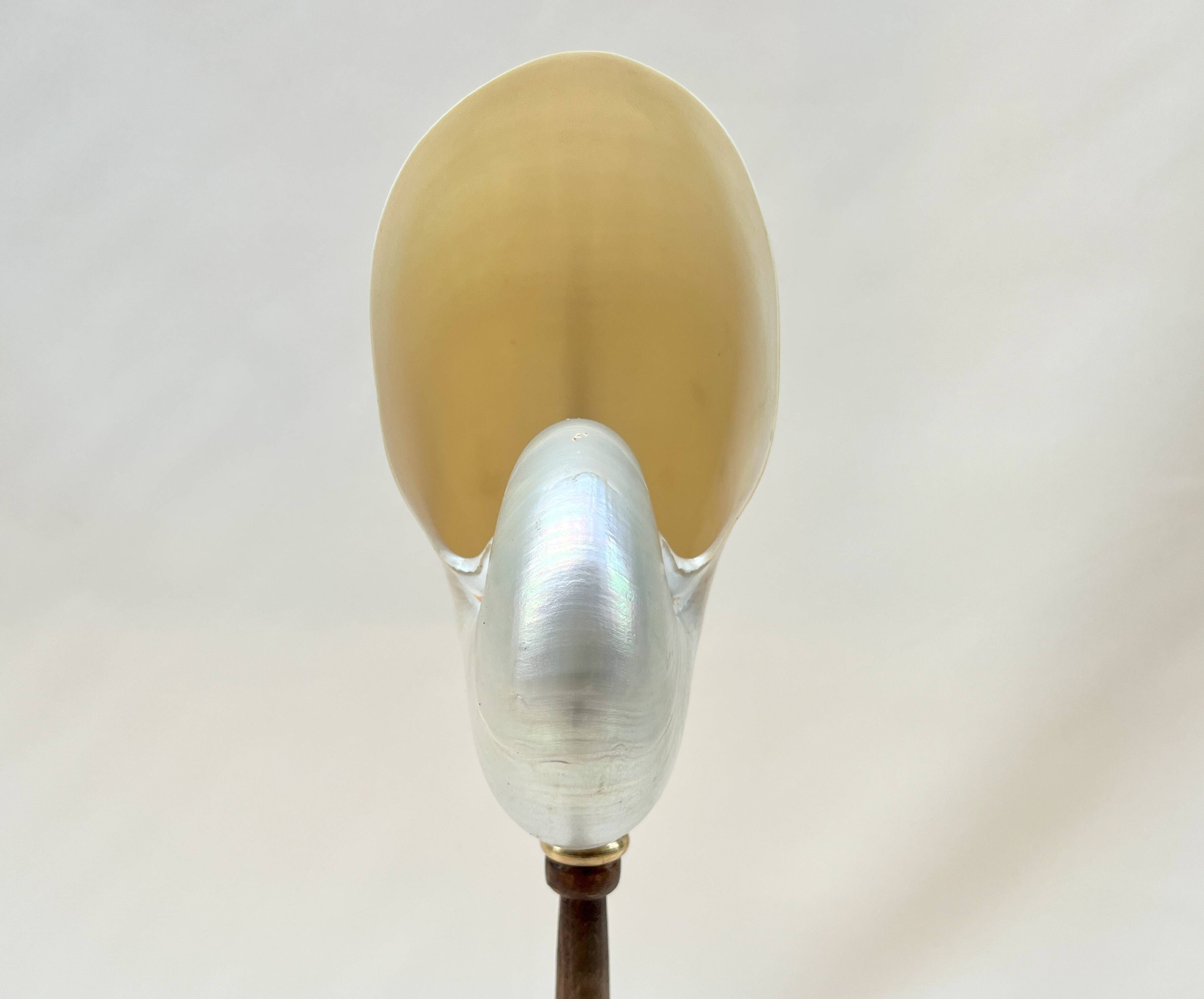 Large pearly Nautilus shell on turned wooden base, old vintage cabinet of curiosities