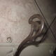 Old coat rack in art nouveau style