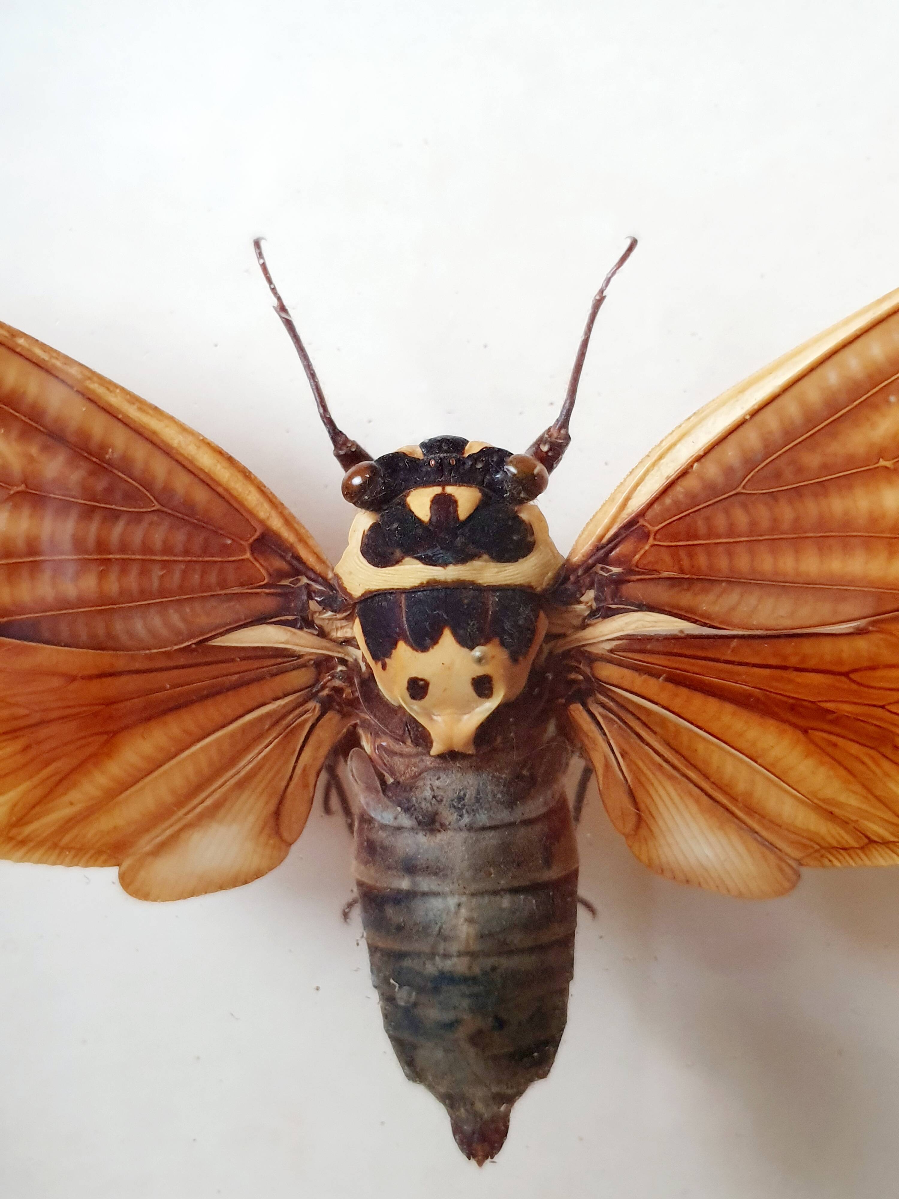 Naturalized Cigale Frame