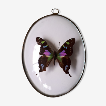 Naturalized butterfly framed