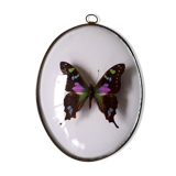 Papillon naturalisé encadré