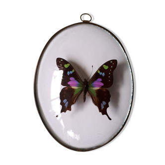 Papillon naturalisé encadré