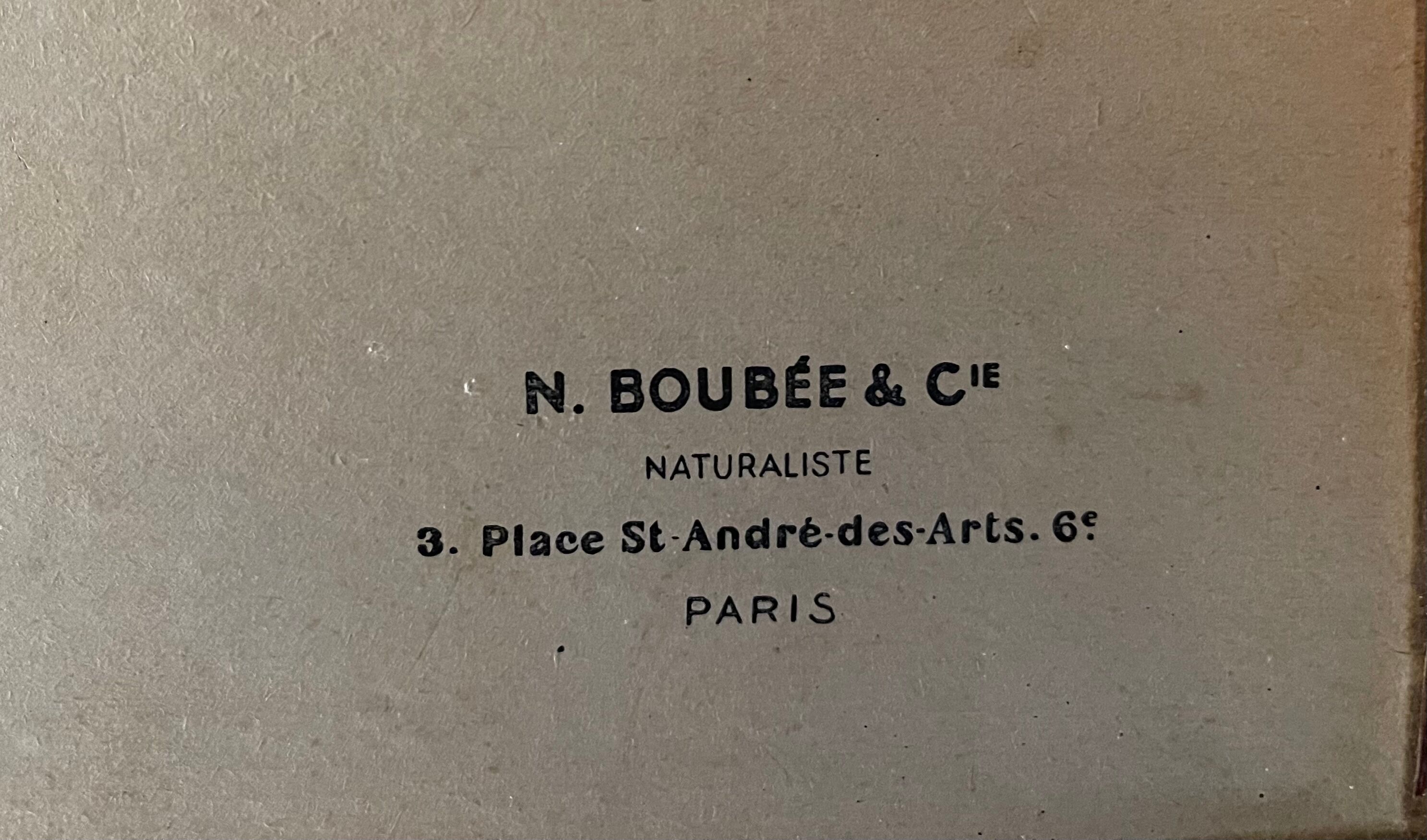 Boite ancienne d’entomologie aux papillons et insectes