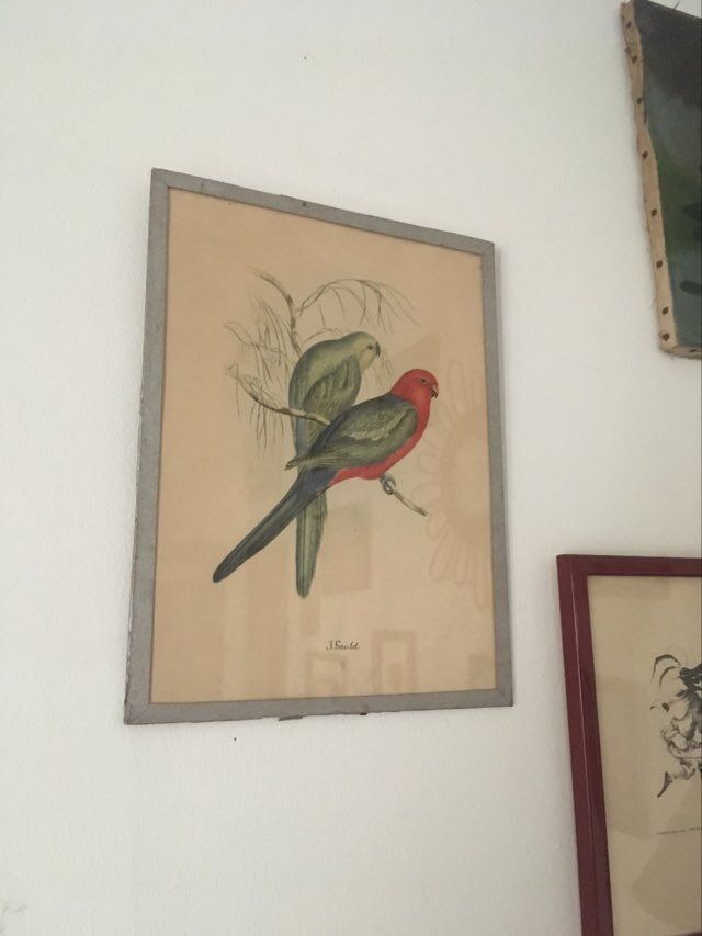 Ornithological engraving by J.Gould.