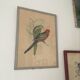 Ornithological engraving by J.Gould.