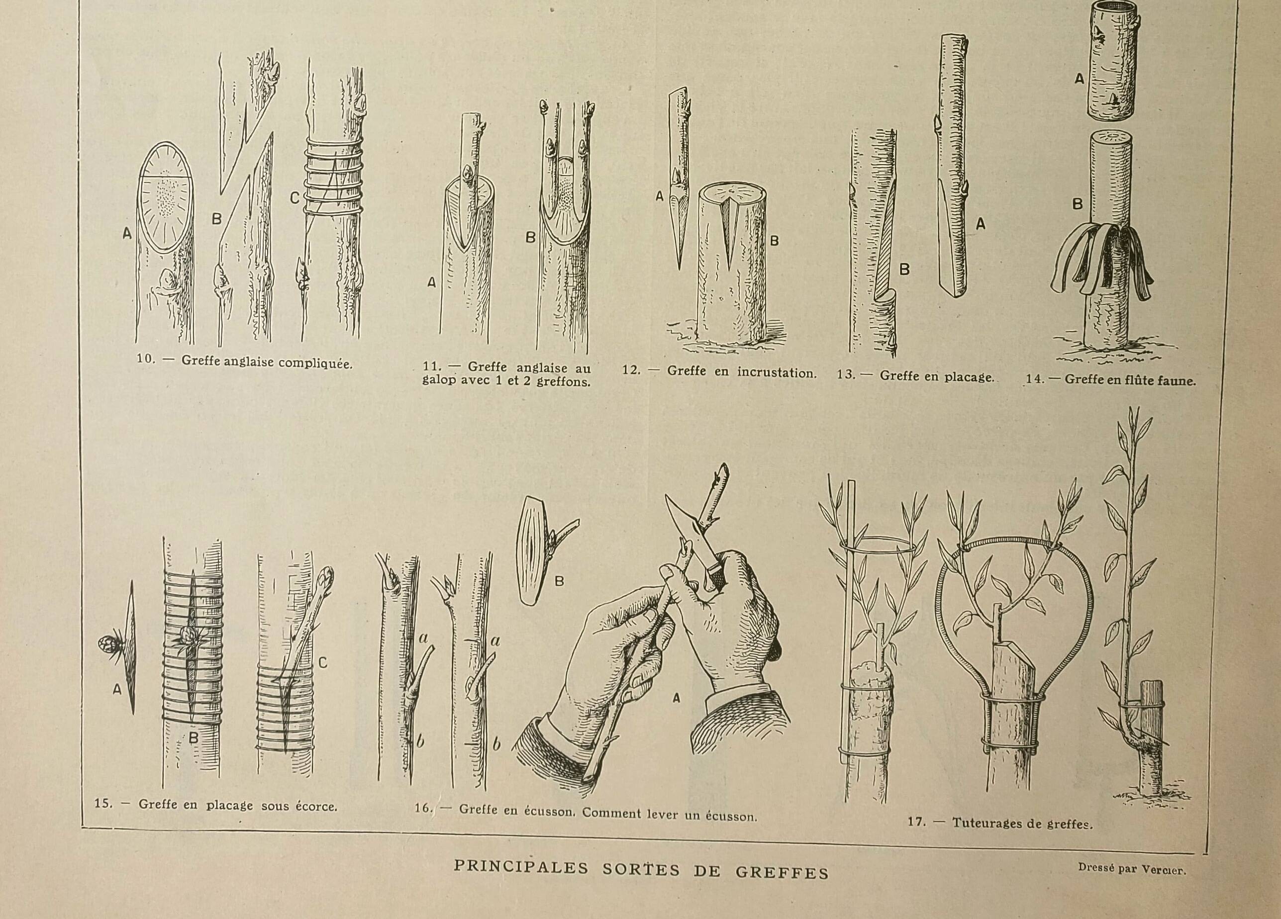 Old engraving 1922, Tree grafting, arboriculture, gardening • Lithograph, original illustration