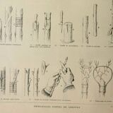 Gravure ancienne 1922, Greffe d'arbres, arboriculture, jardinage • Lithographie, illustration origin
