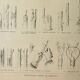 Old engraving 1922, Tree grafting, arboriculture, gardening • Lithograph, original illustration