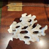 White coral