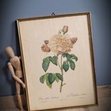 Litho Rosier Duchesse Orléans