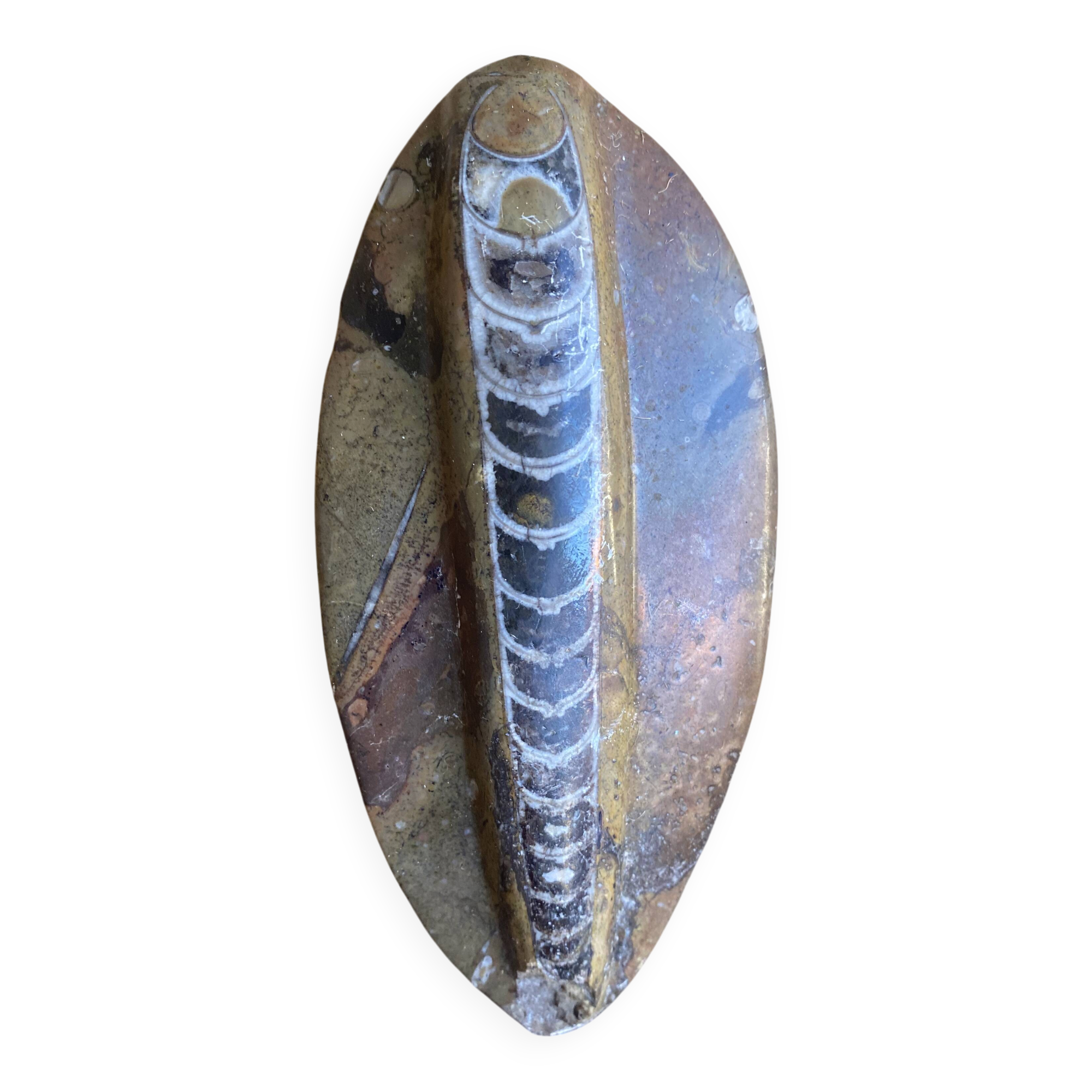 Ancient Fossil Orthoceras Polished Paperweight Vintage #D985