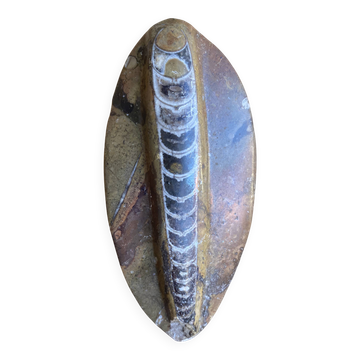 Ancient Fossil Orthoceras Polished Paperweight Vintage #D985