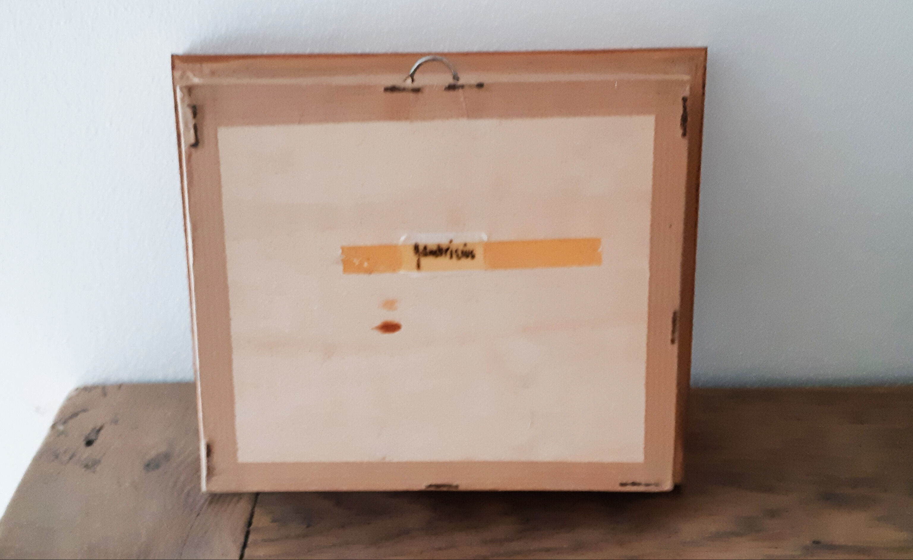 Naturalized butterfly Gambrisius under glass