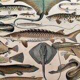 Lithograph on fish (stud) - 1900