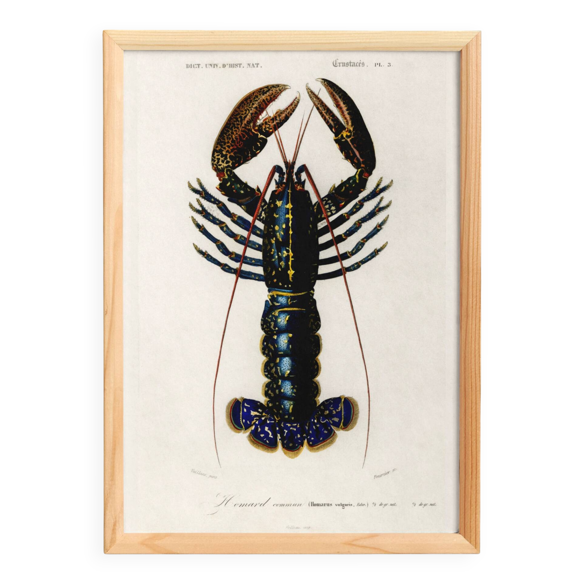 Poster about lobster, based on an old engraving from 1849.