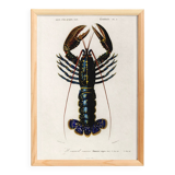 Poster about lobster, based on an old engraving from 1849.