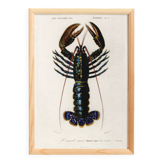 Poster about lobster, based on an old engraving from 1849.